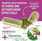 Bacillus Subtilis Spore Based Probiotic — High Potency Strain with Prebiotic for Balanced Belly | Daily Gut Health & Microbiome Support for Family | 6 Billion CFU Per Day | 90 Vegetarian Capsules