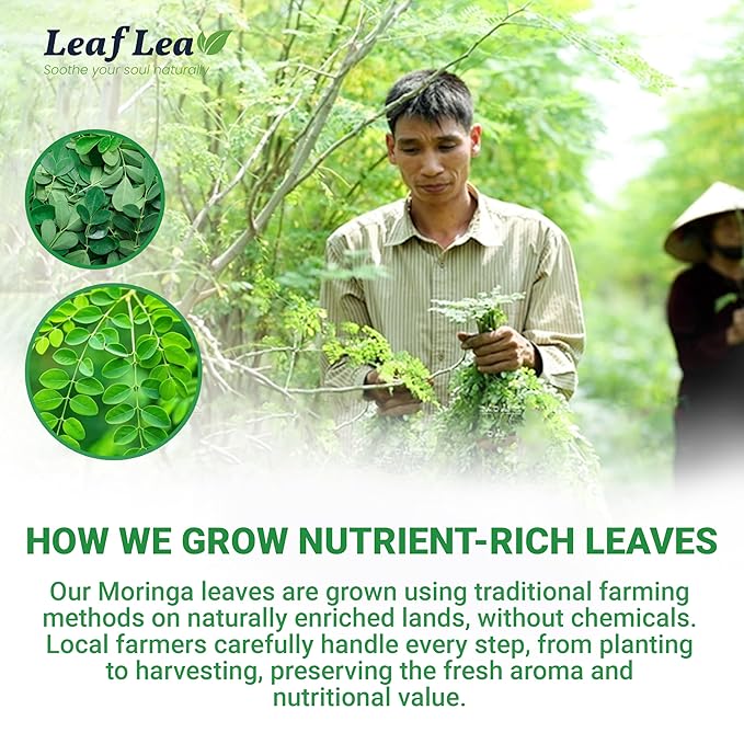 LeafLea 40 Moringa Tea Bags, 100% Natural and Pure Moringa Leaf Herbal Tea, Supports Digestion and Immune Health, Caffeine-Free, Sugar-Free, Vegan, Individually Wrapped for Freshness