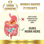 Spore Supreme Spore Based Probiotic 120 Capsule x 10 Billion / 4 Strain Formula - 4 Month Supply - No Refrigeration Needed, Acid Resistant Strains, Dairy Free
