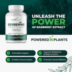 Pure Berberine Supplement - 1300mg Berberine with Ceylon Cinnamon for Metabolism & Immune System Support - 5 Pack, 300 Servings
