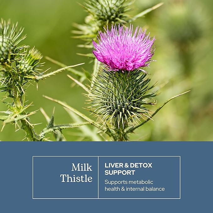 Eclectic Herb - Premium Freeze Dried Milk Thistle Capsules | Silymarin Supplement | Liver Support, Detox, Cleanse + Maintain | Vegan, Natural, Non-GMO, Gluten Free (240 CT | 600 mg)