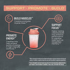 Creatine Monohydrate Powder Micronized PreWorkout Recovery Supplement | Support Muscle Building Strength Training Cognition | Vegan & Keto Friendly Easily Mixes Rainbow Sherbert Flavored Creatine