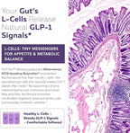 GLP-Pro™: Probiotic & Postbiotic Blend for Natural GLP-1 Support — Akkermansia MucT™, ButyraGen® Butyrate Generator & Spore Bacillus — Healthy Appetite, SCFA & Metabolic Balance — 30 Count