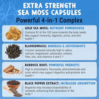 MAJU Wild Irish Sea Moss Capsules (120ct), Stronger Than Gel, 4-in-1 w/Bladderwrack + Burdock Root, Organic, Sebi Inspired, Raw, Seamoss Pills Powder, Wild (3-Pack)