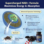 NEVISS NAD+ Supplement, Next-Gen NMNH Liposomal 500mg, NR NMN Supplement Alternative, High Absorption NAD+ with Curcumin, Niacinamide for Cellular Energy, DNA Repair, Healthy Aging, 60 Softgels
