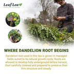 LeafLea 40 Dandelion Root Tea Bags, Dandelion Tea Supports Wellness and a Balanced Lifestyle, Natural Dried Dandelion Root, Vegan, No Sugar, Caffeine-Free