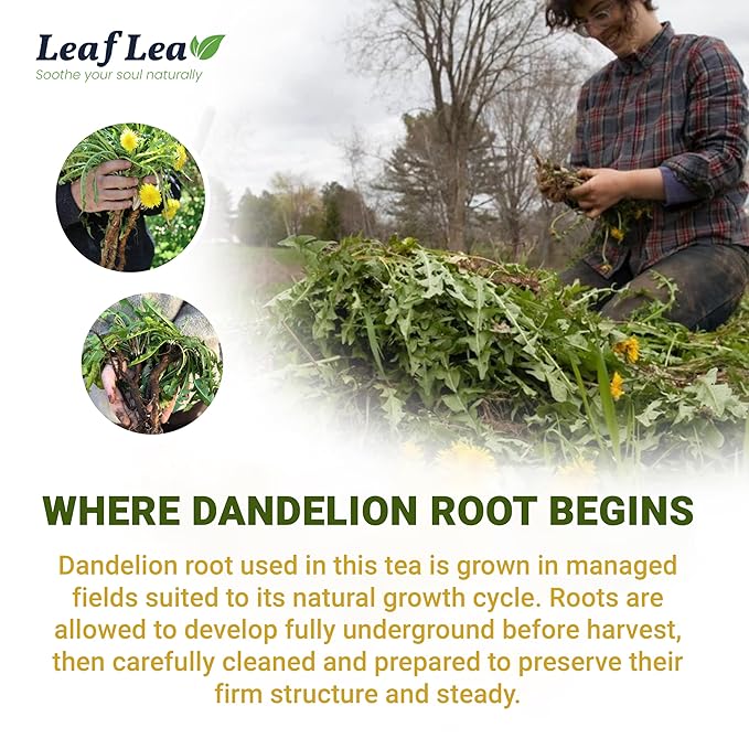 LeafLea Dandelion Root Tea Bags, 160 Dandelion Tea Bags, Natural Dried Dandelion Root, Caffeine-Free, Vegan, Gluten-Free, No Sugar, Sealed for Fresh Flavor, 4 Pack