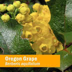 Herb Pharm Oregon Grape Root Liquid Extract - 4 Ounce