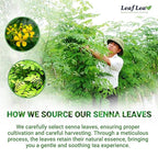 LeafLea 40 Senna Tea Bags – 100% Pure Senna Leaves, Herbal Laxative Tea for Gentle Constipation Relief, Caffeine-Free, Sugar-Free, Gluten-Free, Non-GMO, Vegan, Supports Digestive Health