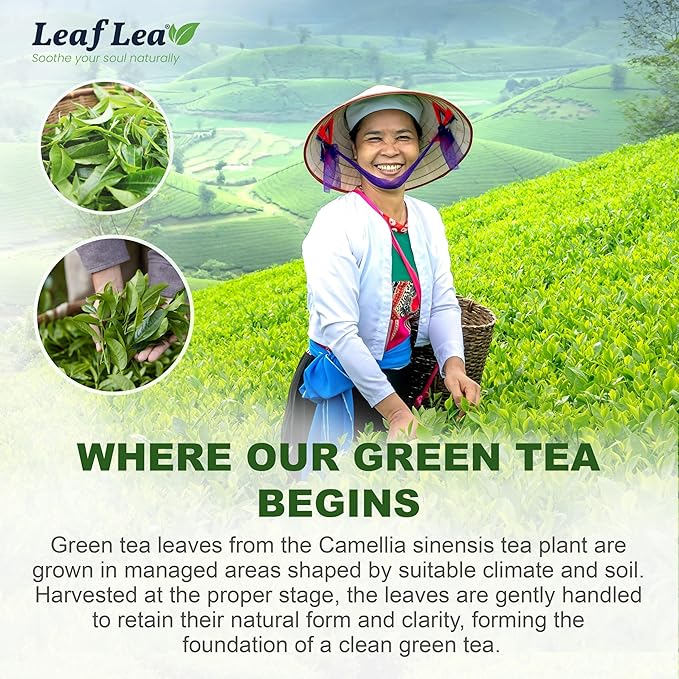 LeafLea 40 Green Tea Bags, 100% Natural & Pure from Green Tea Leaves, Smooth & Refreshing, Everyday Wellness with Natural Caffeine Content, Sugar-Free, Non-GMO, Individually Wrapped for Freshness