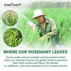LeafLea 80 Rosemary Leaf Tea Bags, 100% Pure Rosemary Herbal Tea, Gentle Digestive Comfort & Relaxing, Te De Romero Featuring Subtle, Natural Flavor, Caffeine-Free, Sugar-Free, Non-GMO, Vegan