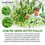 LeafLea Natural Bitter Melon Tea Bags, 40 Cundeamor Herbal Tea Bags – Melon Amargo Gohyah Fruit Tea | Wellness & Digestion Support | Caffeine-Free, Non-GMO, Sugar-Free, Vegan