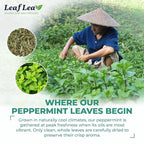 LeafLea 40 Peppermint Tea Bags, Natural Peppermint Leaf Herbal Tea with Cool Taste, Te De Menta for Gentle Digestive Support, Te De Hierba Buena, Caffeine-Free, Sugar-Free, Vegan, Individually Wrapped