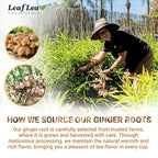 LeafLea 40 Ginger Tea Bags, 100% Pure & Natural from Dried Ginger Root Tea, Spicy & Comforting Herbal Tea Supports Digestion, Caffeine Free, Sugar Free, No Gluten, Non-GMO, Vegan