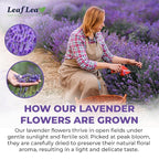LeafLea 80 Premium Lavender Tea Bags, 100% Natural & Pure from Lavender Flowers, Nighttime Comfort & Digestive Support, Floral Aroma and Smooth Taste, Caffeine-Free, Sugar-Free, Individually Wrapped