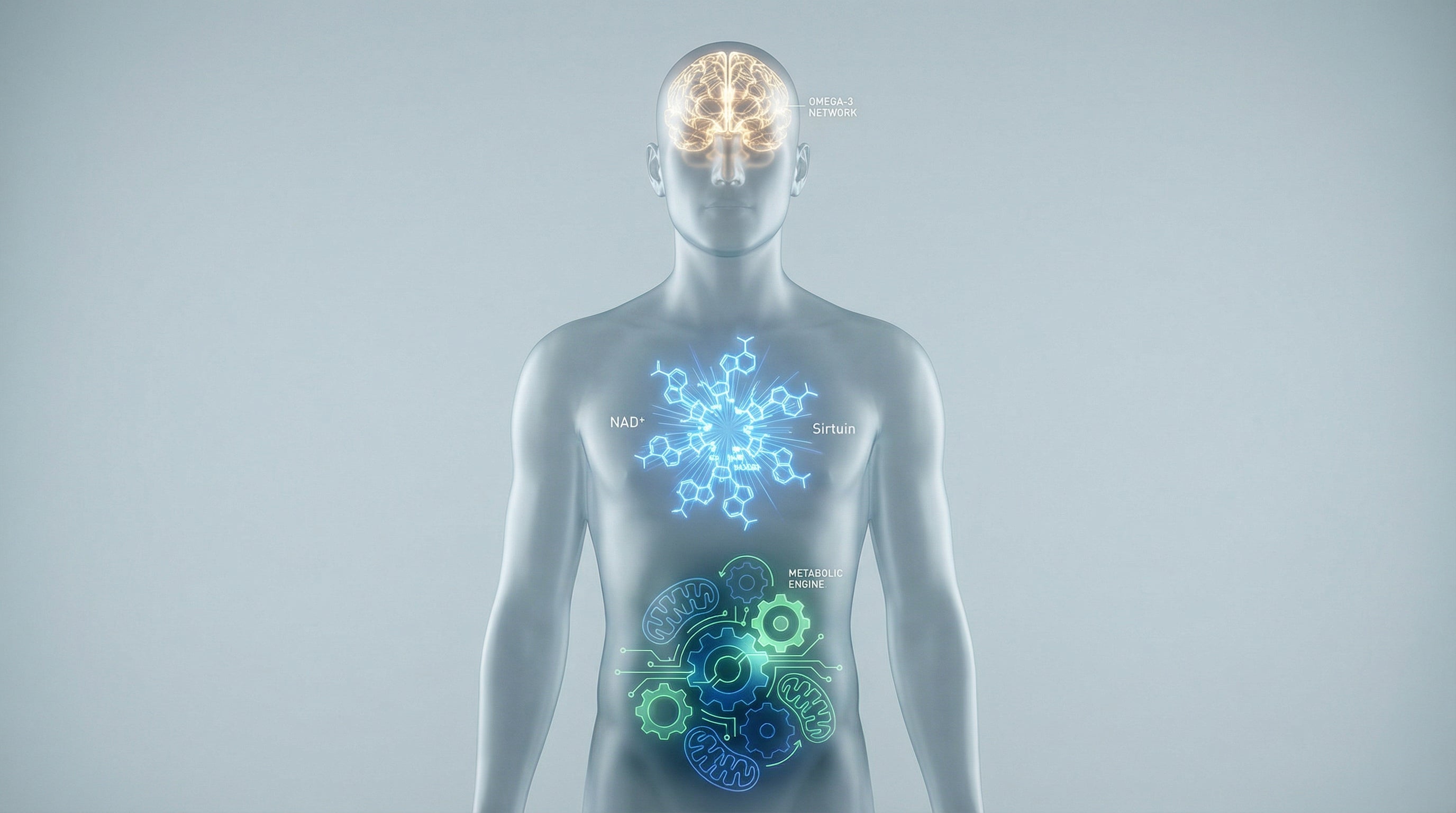 NAD+ boosters and cellular health science for anti-aging